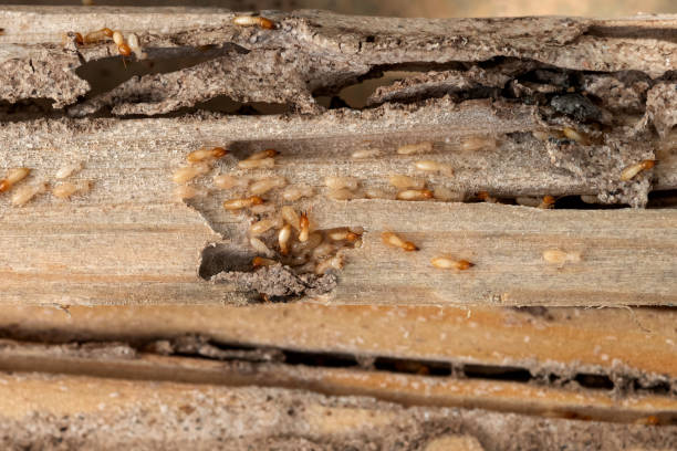 Bird Control in Lealman, FL