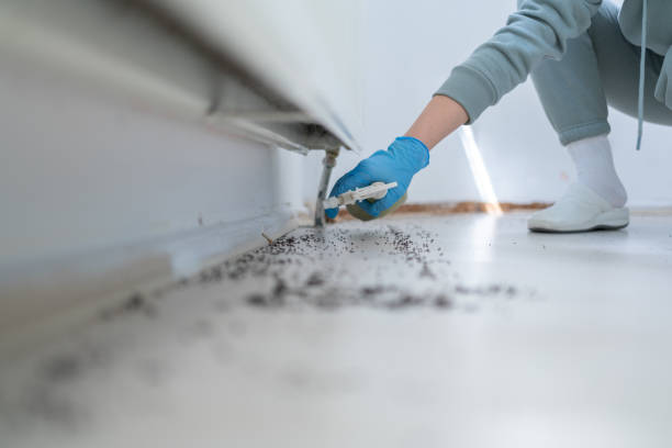 Best Pest Removal Services  in Lealman, FL