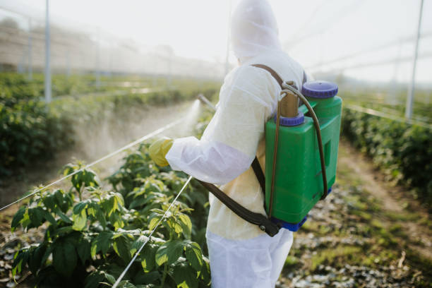 Best Local Pest Control Services  in Lealman, FL
